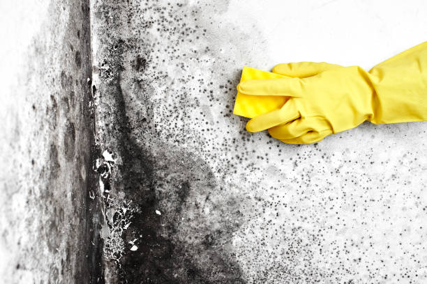 Best Certified Mold Removal  in Benton, TN
