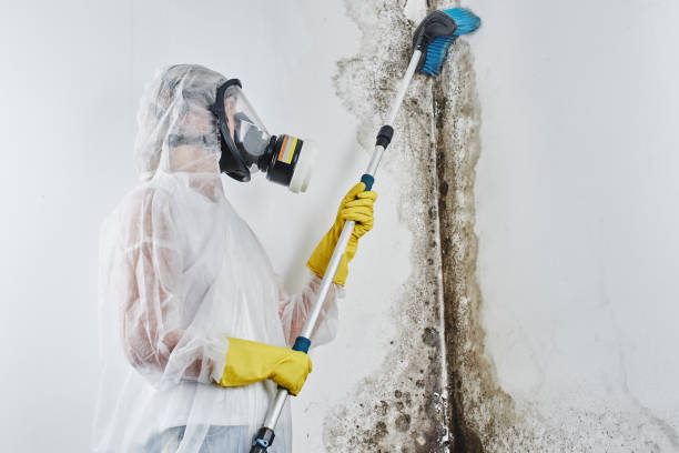 Mold Testing and Removal in Benton, TN