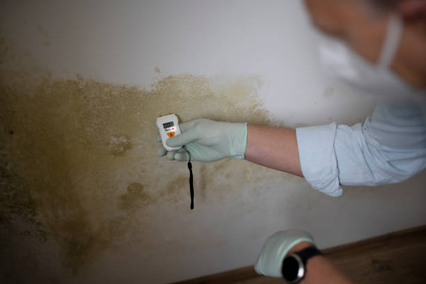 Best Mold Testing and Removal  in Benton, TN