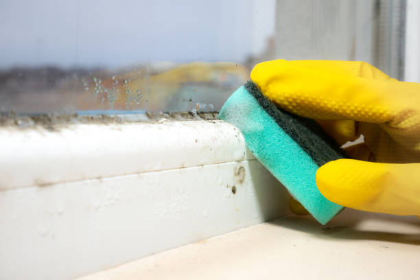 Best Commercial Mold Removal  in Benton, TN