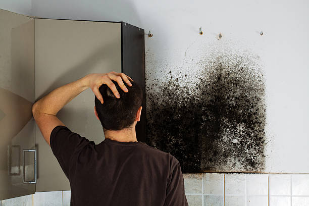 Best Home Mold Removal  in Benton, TN