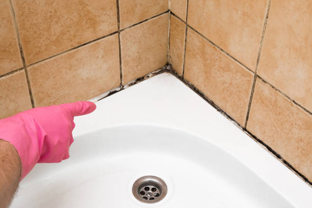 Best Residential Mold Removal  in Benton, TN